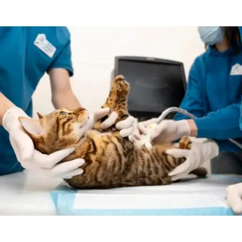 Clínica veterinária especializada em gatos