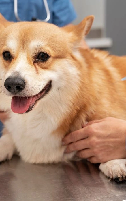Vacina para cachorro filhote em Engenho Novo