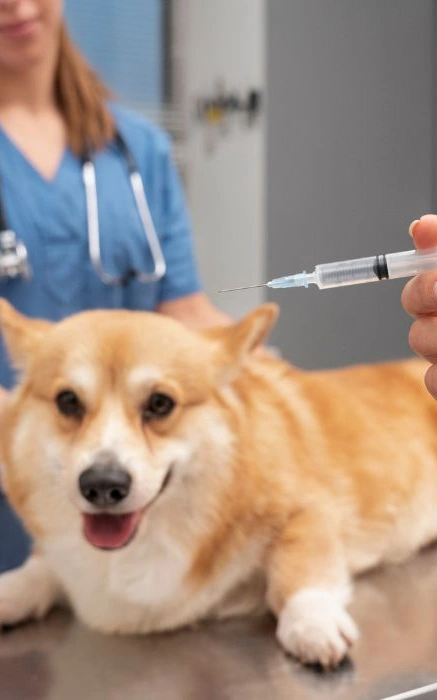 Vacina para cachorro filhote no Rio de Janeiro