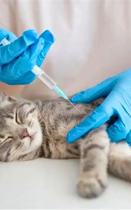 Vacina v5 para gatos preço