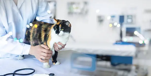 Veterinária que aceita petlove