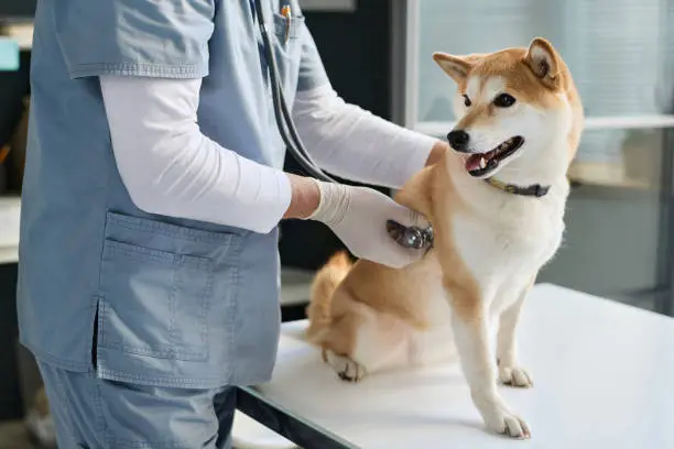 Veterinária que aceita petlove no Rio de Janeiro