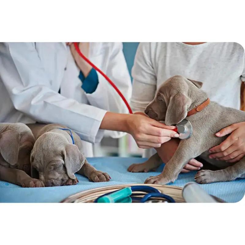 Veterinário especialista em ouvido de cachorro